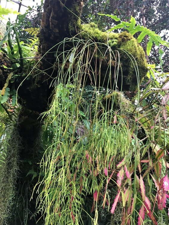 На разходка в градината