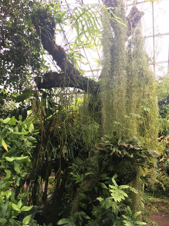 На разходка в градината