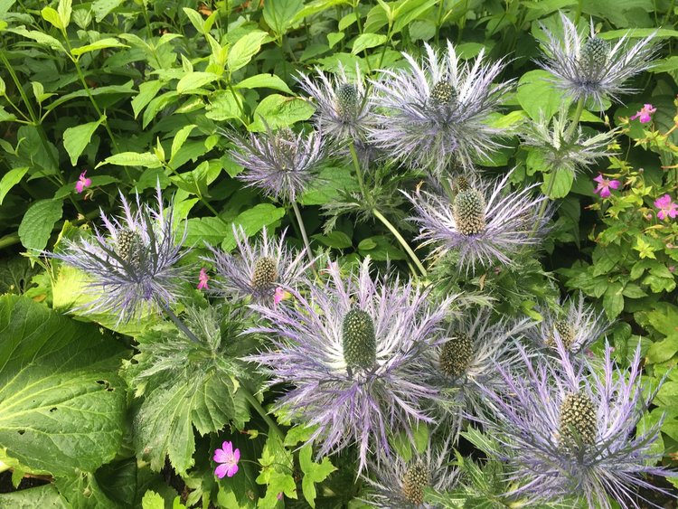 На разходка в градината