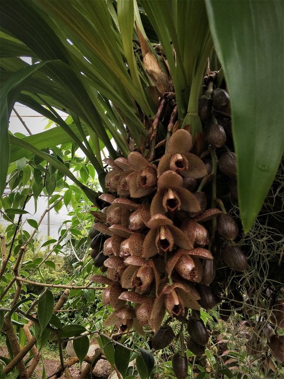 На разходка в градината