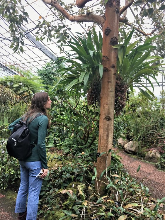 На разходка в градината