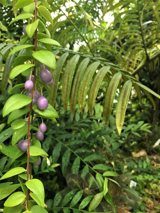 На разходка в градината