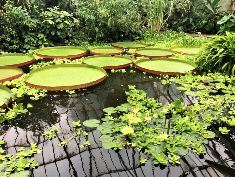 На разходка в градината