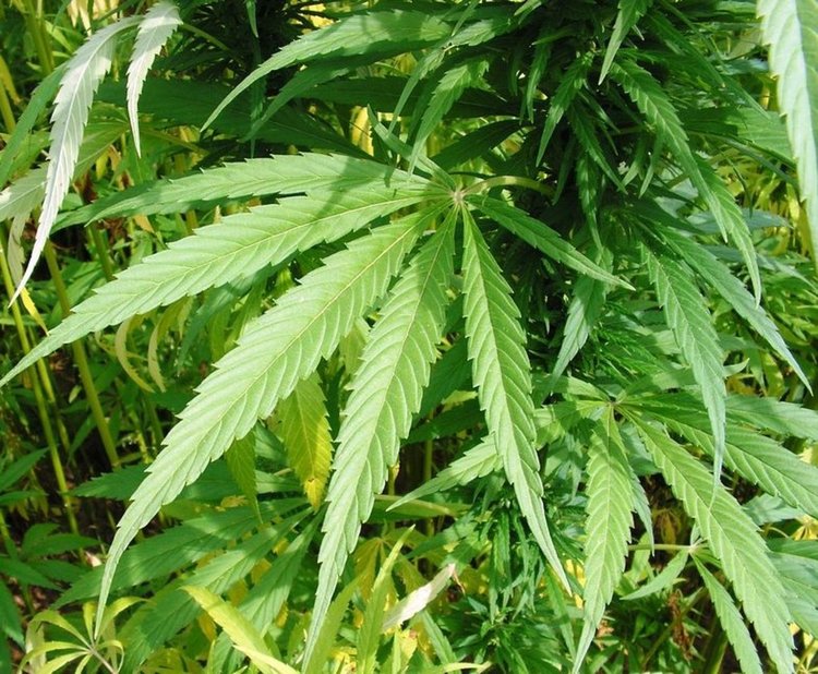 Димитровградчанин отглежда марихуана в дома си