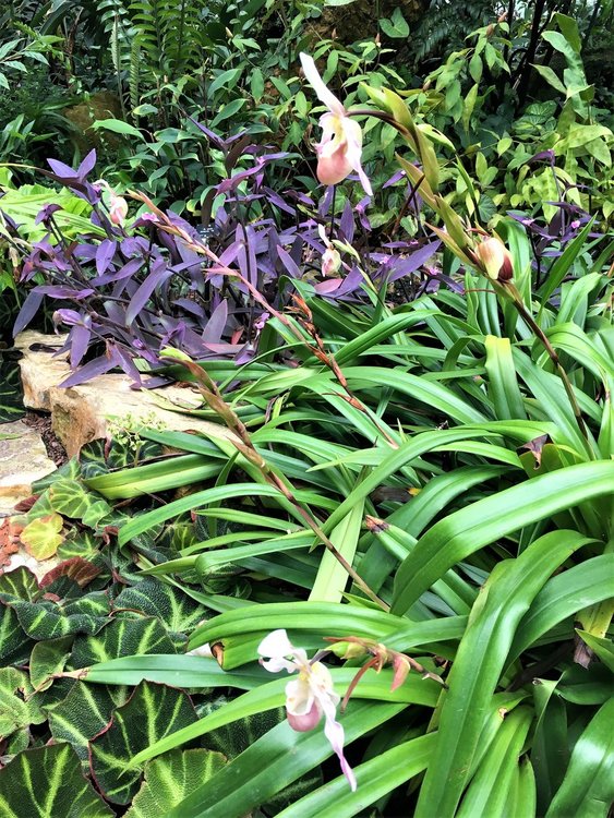 На разходка в градината