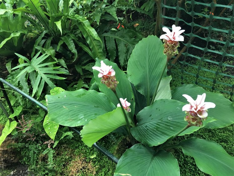 На разходка в градината