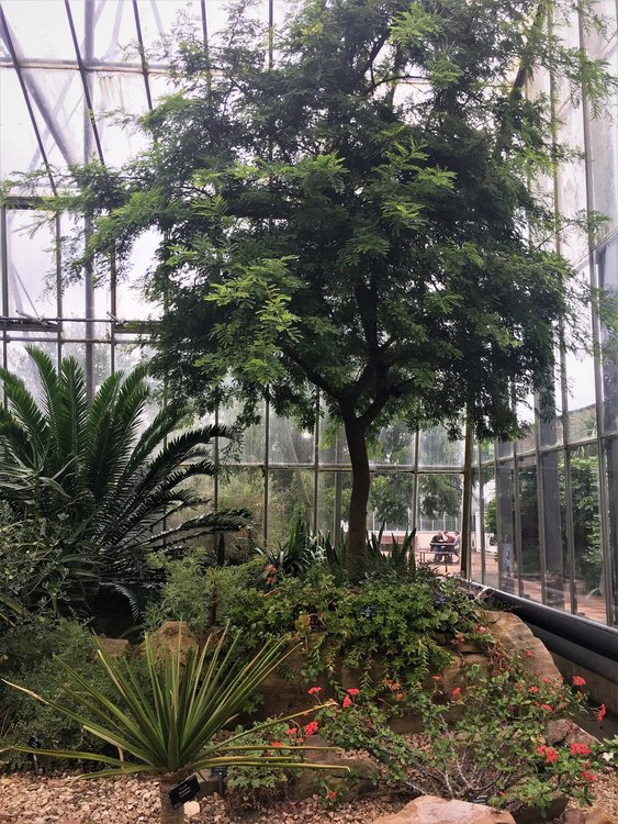 На разходка в градината