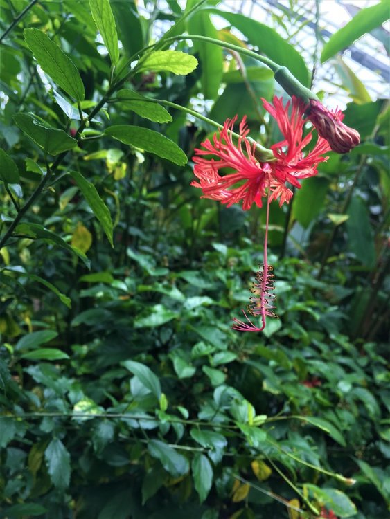 На разходка в градината