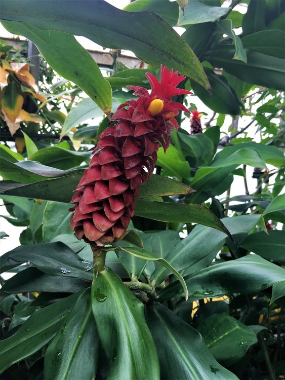 На разходка в градината