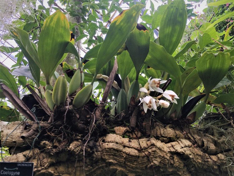 На разходка в градината