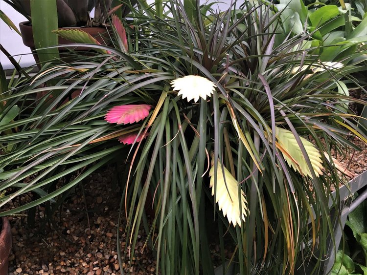 На разходка в градината