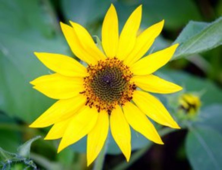 Жегата настъпва