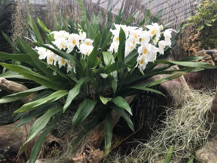 На разходка в градината