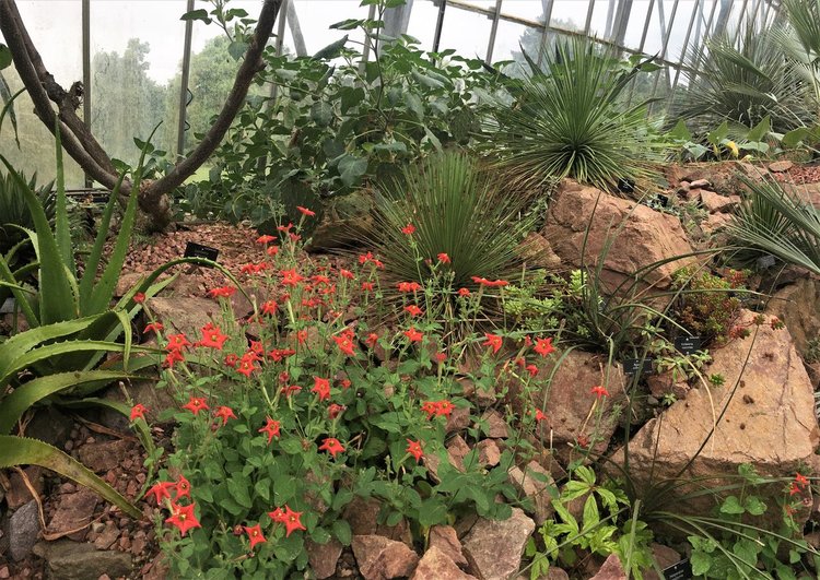 На разходка в градината