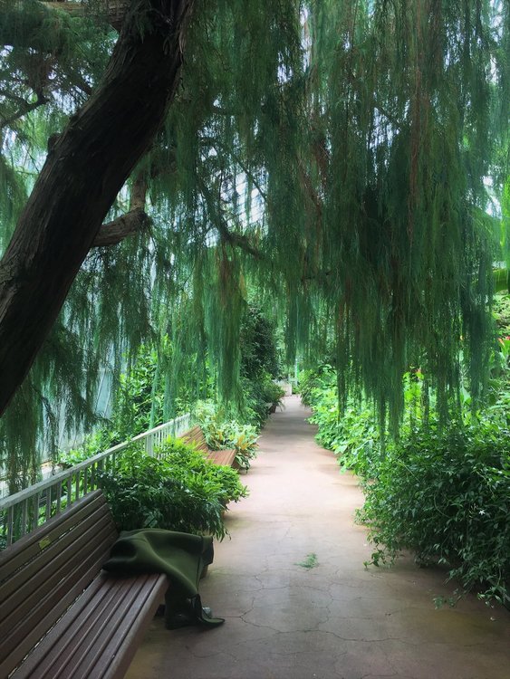 На разходка в градината