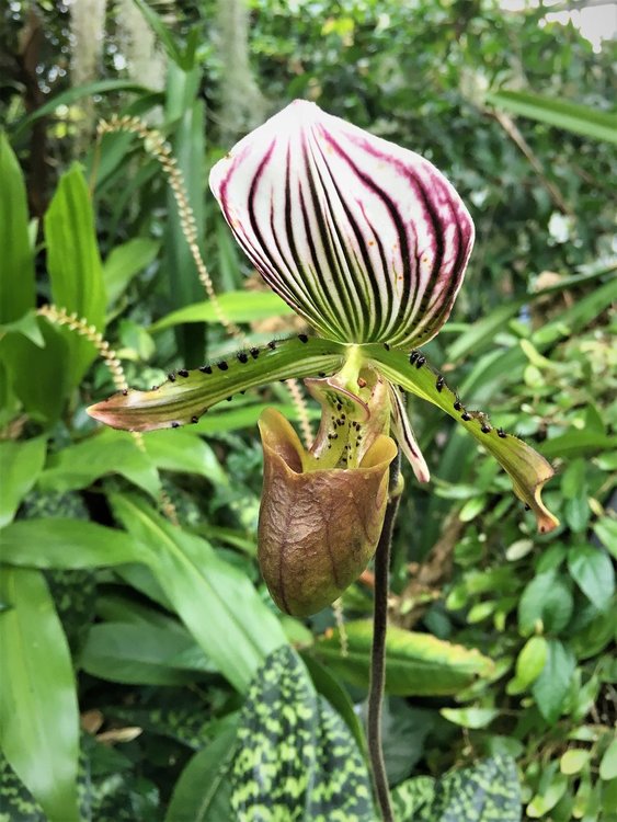 На разходка в градината