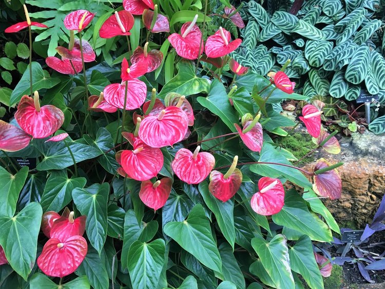 На разходка в градината