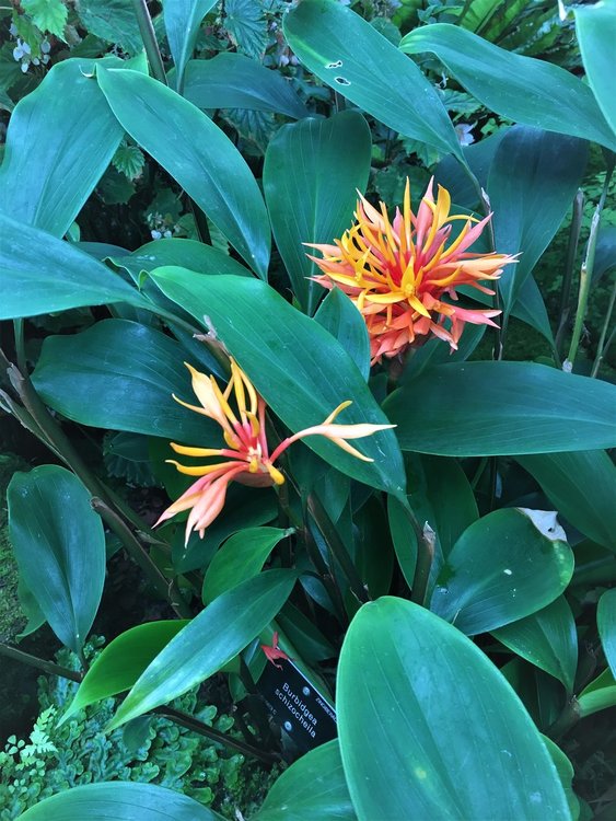 На разходка в градината