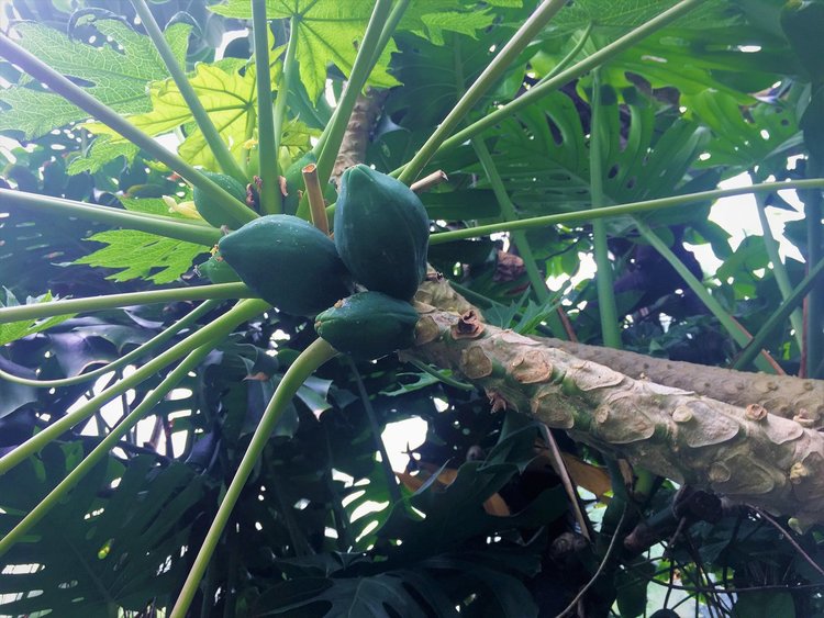 На разходка в градината