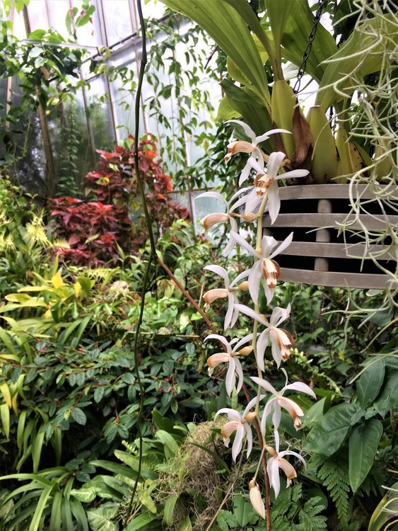 На разходка в градината