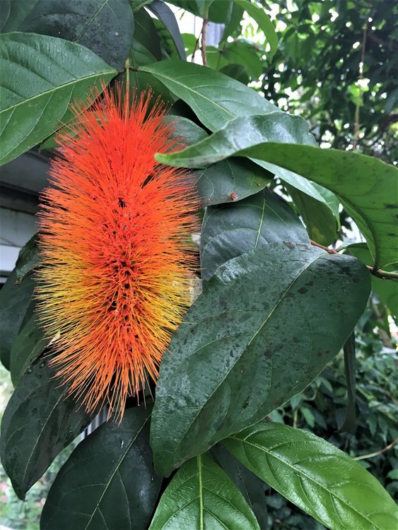 На разходка в градината