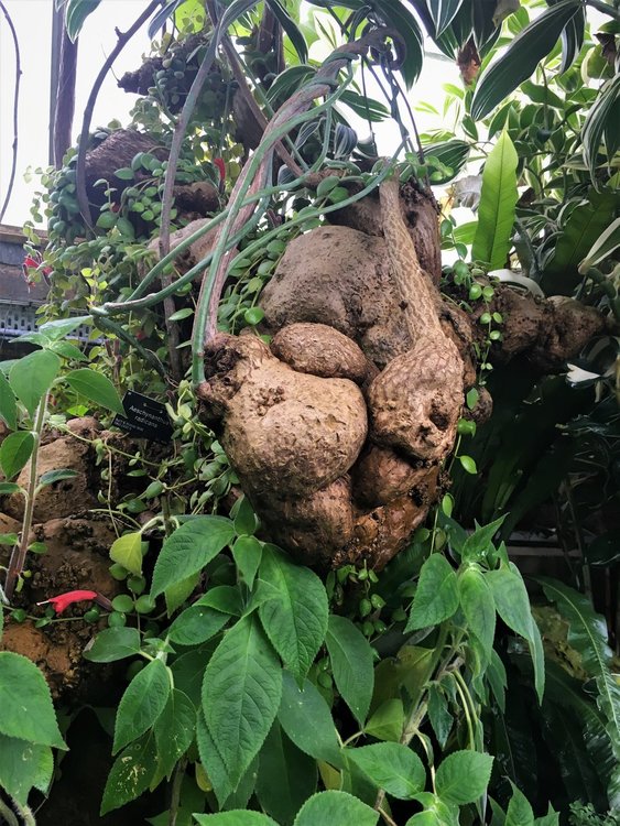 На разходка в градината