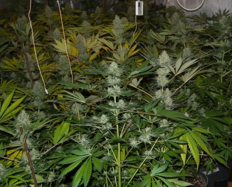 Спипаха асеновградчанин да шофира дрогиран, отглеждал си коноп в къщи