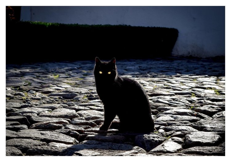 Заглавие: Хипнотизатор, Място: град Сопот, РАЗМЕР 100смx70см – ЦЕНА 40лв.