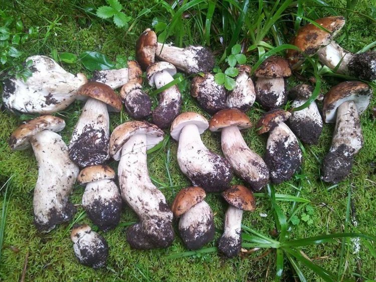 Отлично качество манатарки-мечта за всеки гъбар