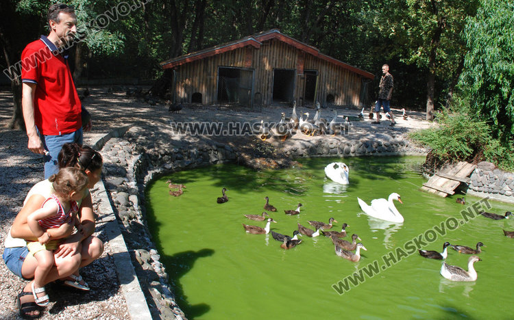 Черният лебед не преживя тежката зима, три еленчета се родиха в зоопарка