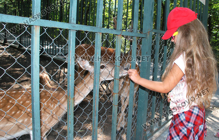 Черният лебед не преживя тежката зима, три еленчета се родиха в зоопарка