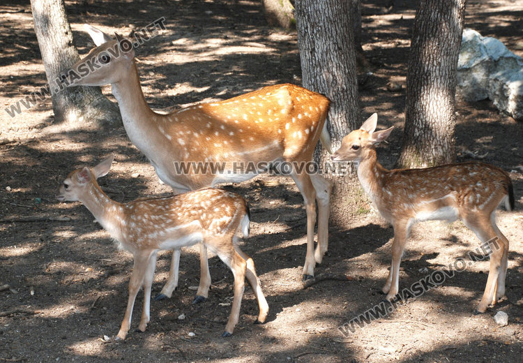 Черният лебед не преживя тежката зима, три еленчета се родиха в зоопарка