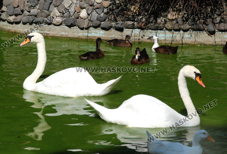 Черният лебед не преживя тежката зима, три еленчета се родиха в зоопарка