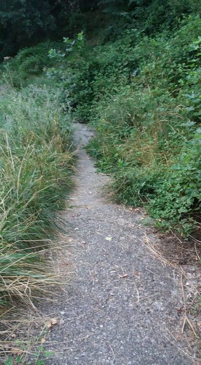 Смолянчани алармират: Междублоковите пространства - джунгли, алеите към Галерията, Библиотека и Музей потънаха в храсталаци