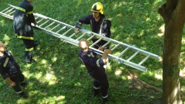 Пожарникари свалят дете, заклещено на дърво