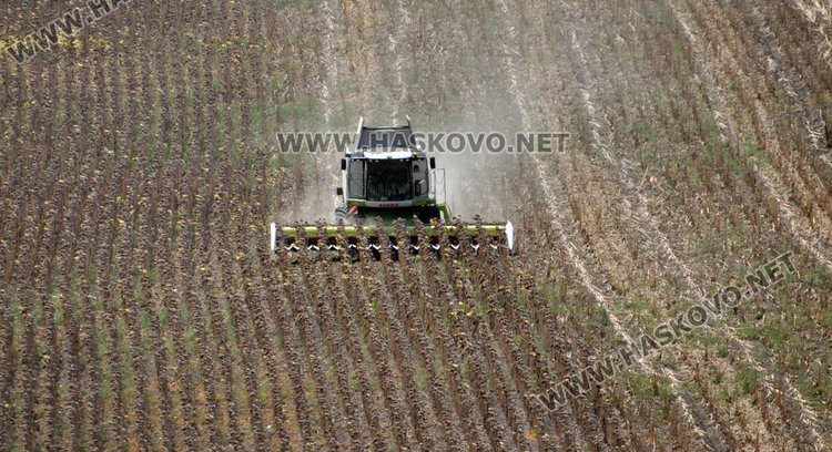 Слънчогледът в Хасковско засят по-късно и зажънат по-рано, добивите скромни