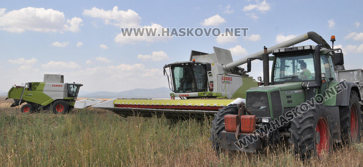 Слънчогледът в Хасковско засят по-късно и зажънат по-рано, добивите скромни
