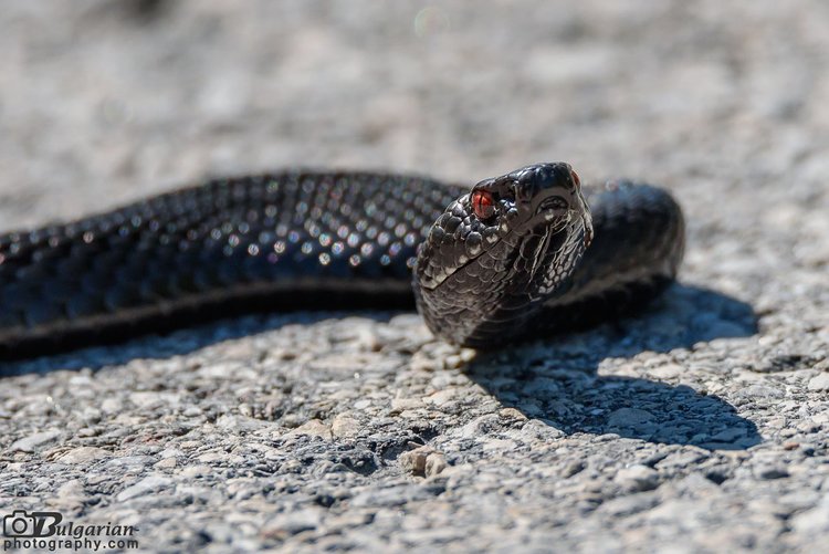 Снимката е илюстративен кадър от интернет