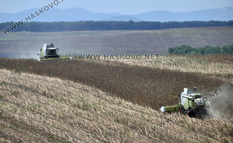 Слънчогледът в Хасковско засят по-късно и зажънат по-рано, добивите скромни