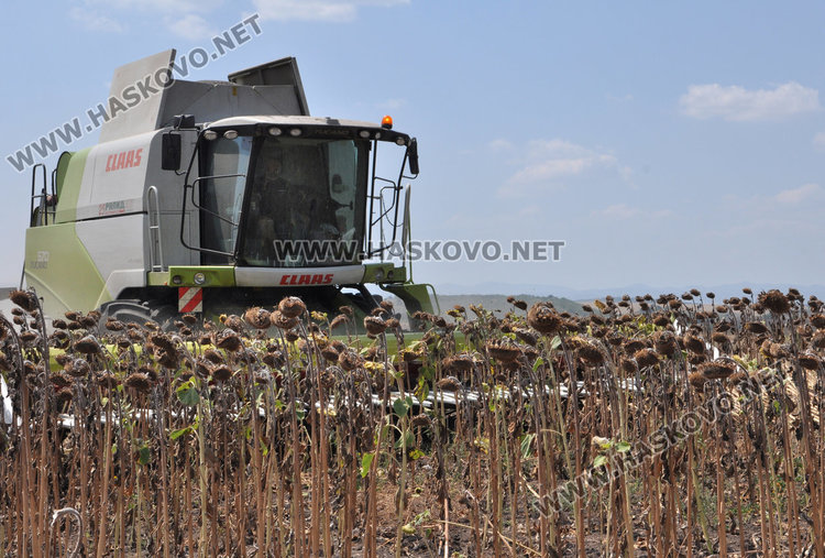 Слънчогледът в Хасковско засят по-късно и зажънат по-рано, добивите скромни