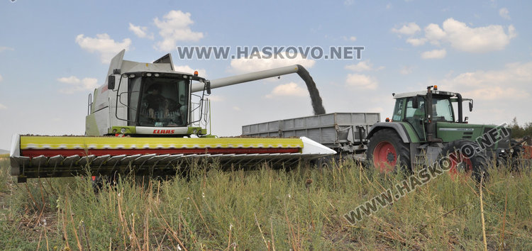 Слънчогледът в Хасковско засят по-късно и зажънат по-рано, добивите скромни