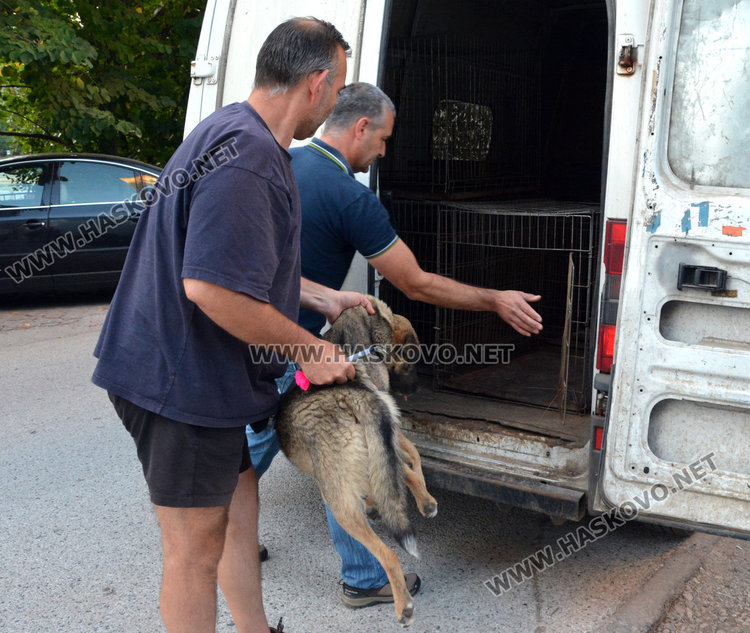 Нова акция за кастриране на бездомните кучета в Хасково