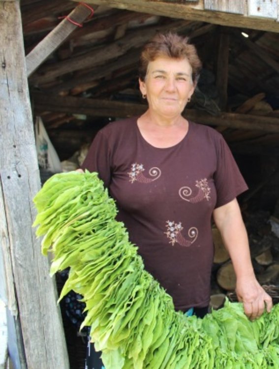 АФП: Българската тютюнева индустрия „изпуши”