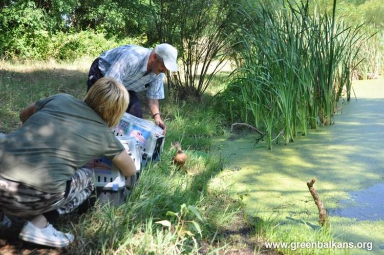 снимки Зелени Балкани