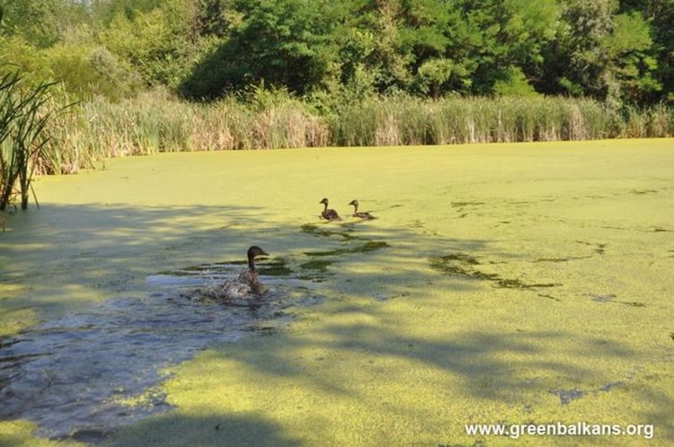 Ловци и природозащитници пуснаха на свобода 7 зеленоглави патета