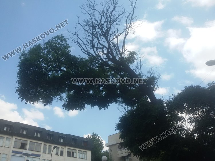 Опасни клони до бл."Милин камък"