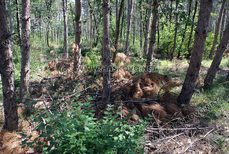 Корояди и болести мъчат иглолистните гори в Хасковско