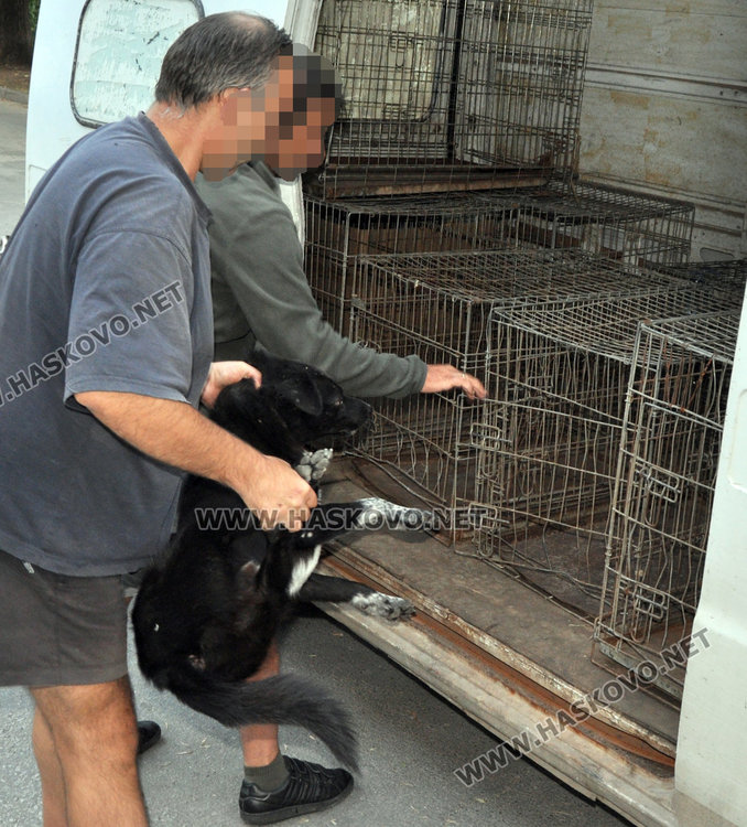 Ловът на бездомни кучета продължава, ветеринарите днес са в Бадема