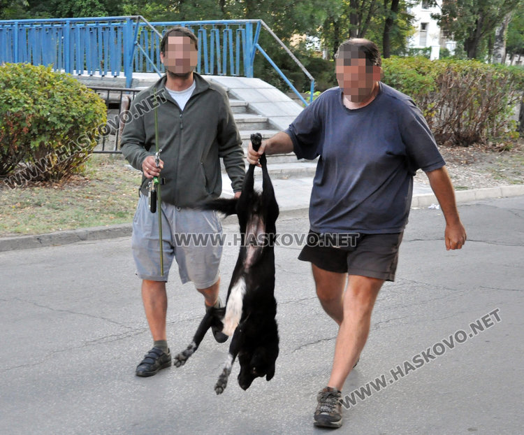 Ловът на бездомни кучета продължава, ветеринарите днес са в Бадема