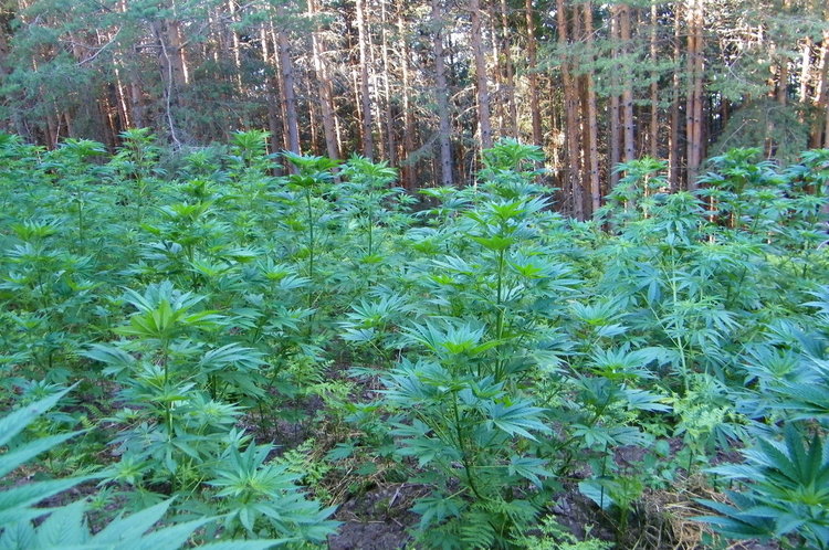 Откриха близо два и половина тона канабис в планината Огражден